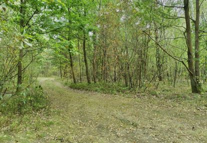 Działka w strugach krzywickich