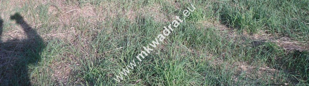 Inwestycyjny teren blisko autostrady