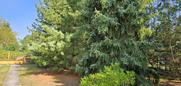 Unikatowa dzialka i lokalizacja- starodrzew,