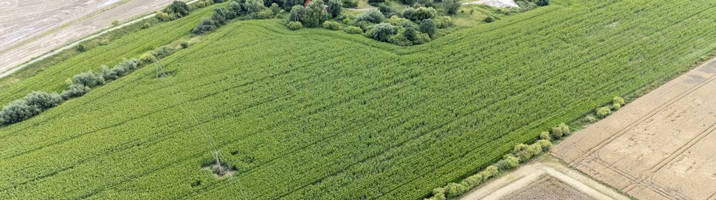 Działki rolne!! wielkie walichnowy!