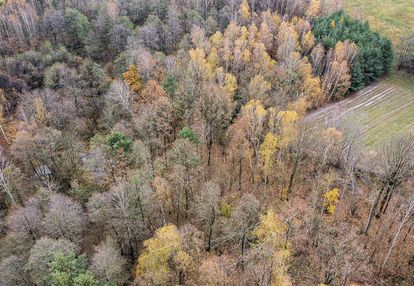 Działka 1,61 ha w lesie z altaną i oczkiem wodnym