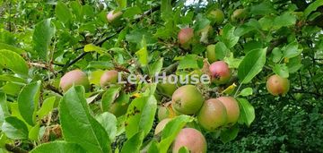 Rod skowrona - warszewo