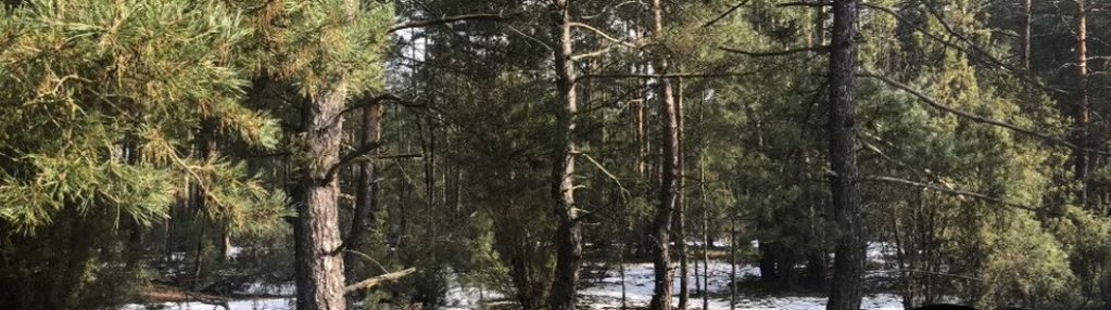 Działka leśna białobrzegi