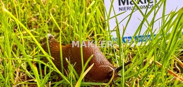 Osowa góra działka