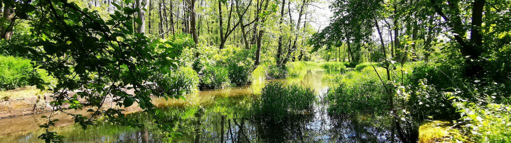 Zabudowana działka nad rzeką oraz las, 1/2 udziału