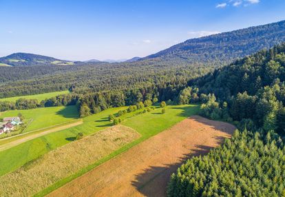 Widokowa działka grybów -ptaszkowa