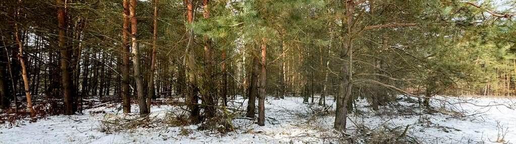 Na sprzedaż ponad hektar  lasu – baranów /lubelski