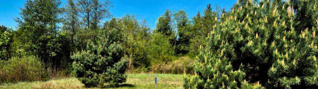 Działka siedliskowa z wz nad rzeką narew