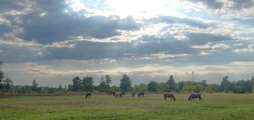 Działka 1,6 ha z domem, media, mpzp – ruda.