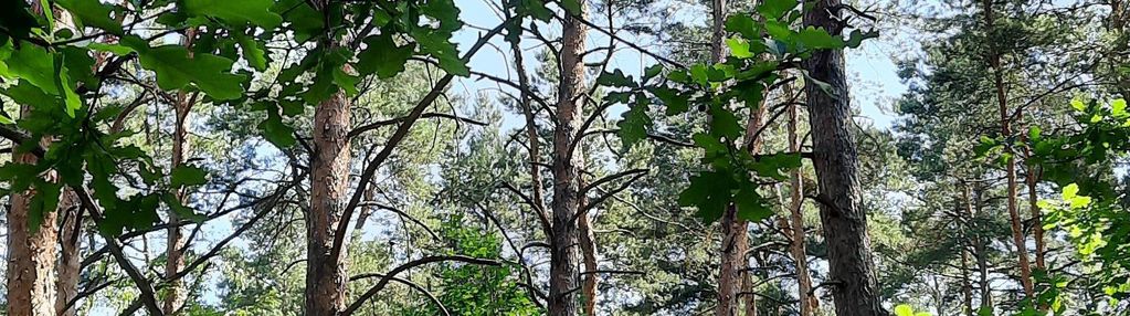 Działka w józefowie z planem zagospodarowania