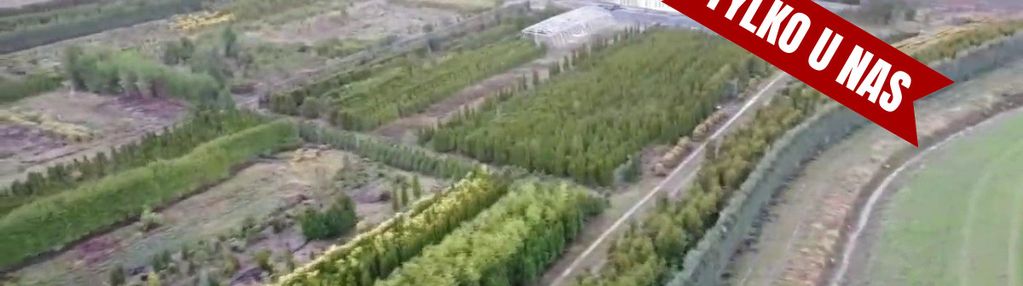 Duża działka 1,73 ha/szkółka drzew iglastych...