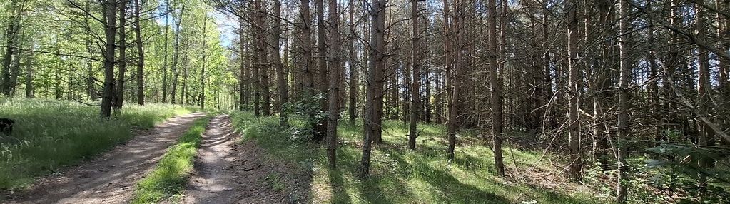 Działka budowlana wśród lasu | bartoszylas