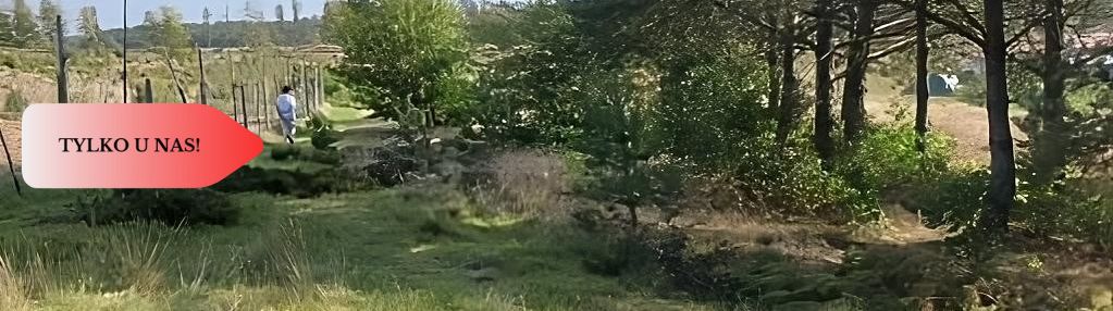 Dla kochających nature, jeziora, słońce. kaszuby!