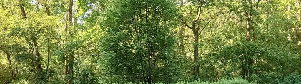 Przy Żurawińcu z bezpośrednim widokiem na las 38m2