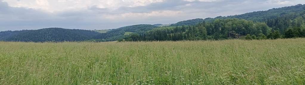 8000 m2 zabudowa mieszkaniowa w górach sowich