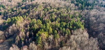 Działka leśna- olszowa-zakliczyn -małopolska