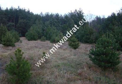 Zalesie działka 1243m2