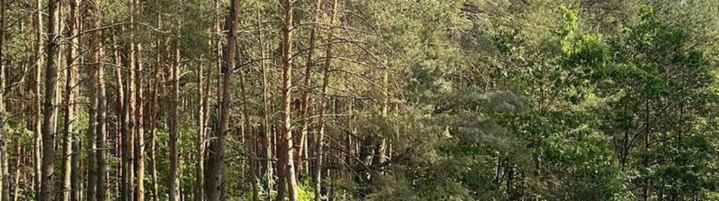 Działka o pow.6883 m² w zielonej okolicy.