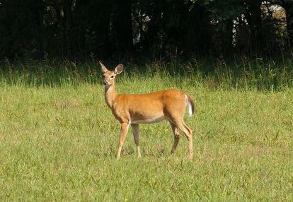 Na sprzedaż działka budowlana halickie