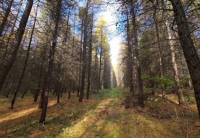 Las 15,43 ha na sprzedaż – wyjątkowa inwestycja z potencjałem