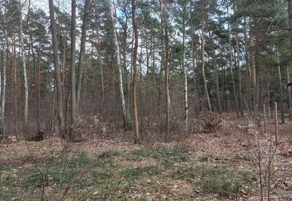Radość rezydencyjna działka 3050m2 zbójna góra