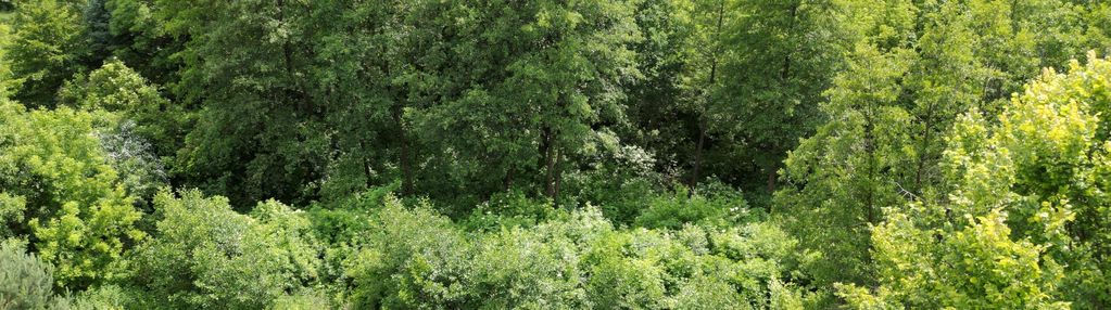 Duża działka 2ha przy narwi, zabudowa siedliskowa.