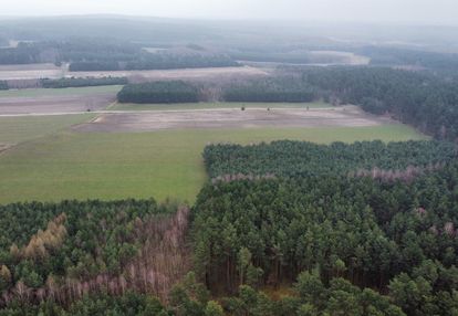 Piękny las, gorzakiem (gm. gnojno)