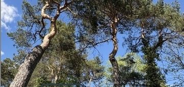 Dom na pięknej działce w konstancinie-jeziornej