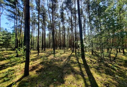 Działka leśna w gminie mycielin miejscowość aleksandrów