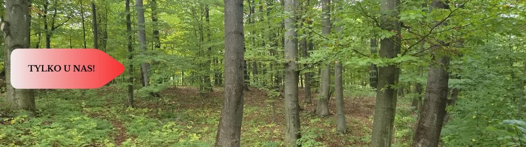1.17ha klimatu i potencjału z własnym lasem