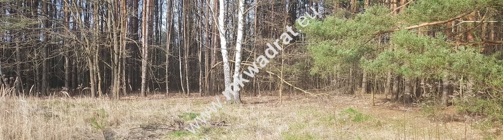 ⭐⭐⭐⭐2500 m2 urokliwa działka przy lesie z mpzp⭐⭐⭐⭐