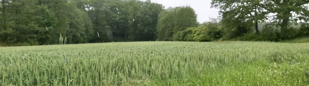 Grunt rolny przy lesie