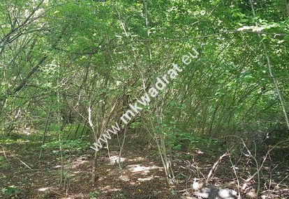 Działka budowlana 1 305 m², asfaltowy wjazd, prąd