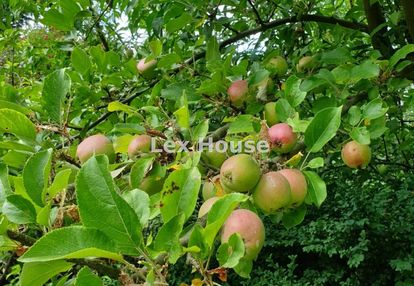 Rod skowrona - warszewo