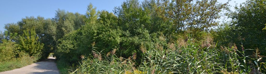 Działka 1800 m2 przy jeziorze dziekanowskim