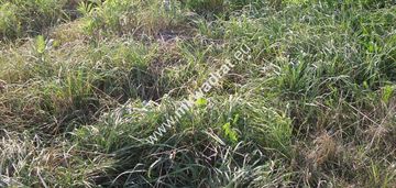 Działka usługowo-przemysłowa