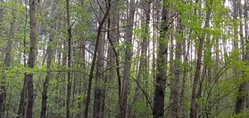 Działka - las i grunty leśne
