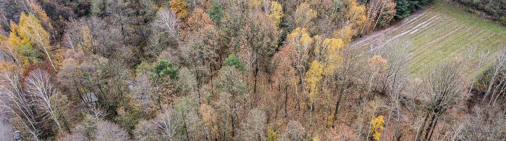Działka 1,61 ha w lesie z altaną i oczkiem wodnym