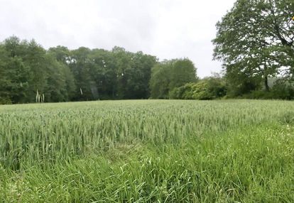 Grunt rolny przy lesie