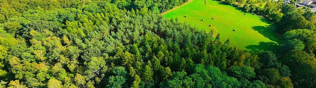 Las i łąka na sprzedaż | bełsznica