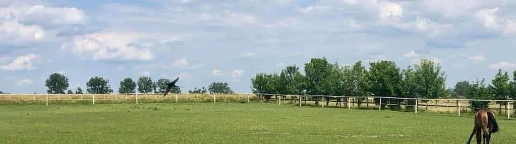 Działka 16000m2, parzęczew