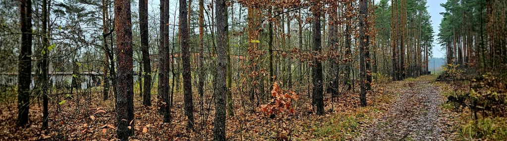 Cicha leśna działka z dobrym dojazdem / skm