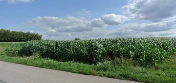 Działka 11000m2, łatanice, wiślica