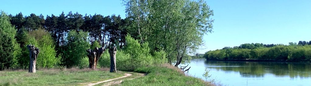 Rzeka bug/las/media/natura