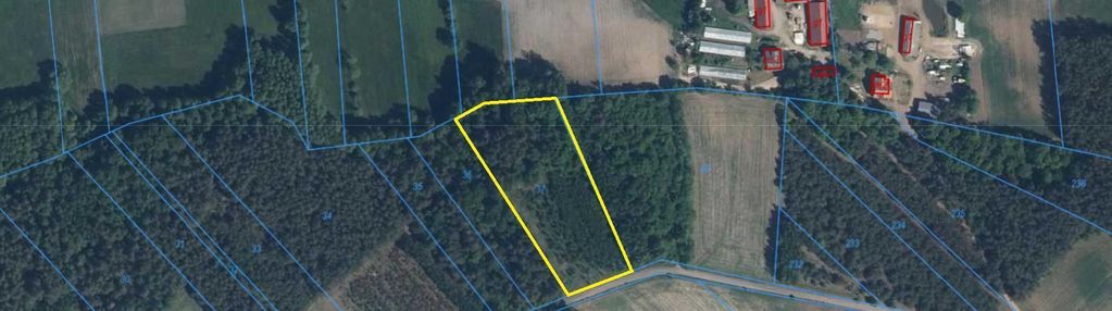 Super okazja - las w starym cydzynie w super cenie