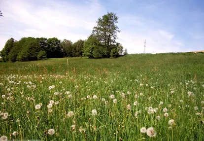 Działka na sprzedaż 215m2