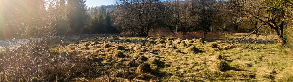 Działka 8a otulona zielenią – jeleśnia czeka!