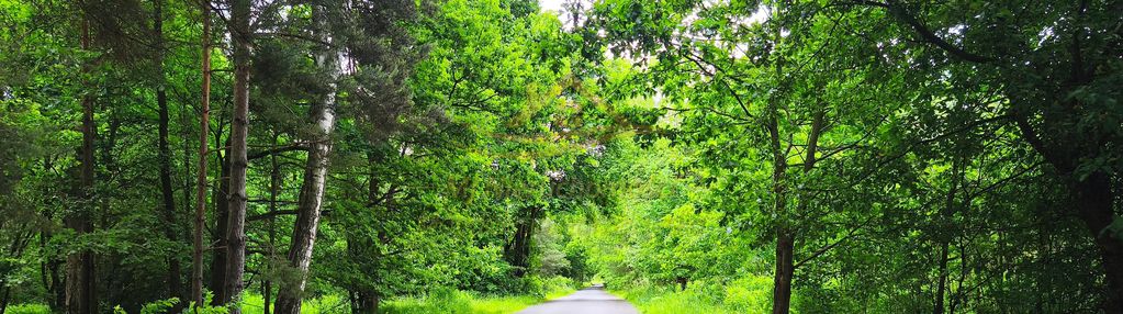 Piękna działka budowlana otoczona lasem – radonie