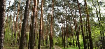 Działka w lesie 5062m2 stare babice zielonki wieś