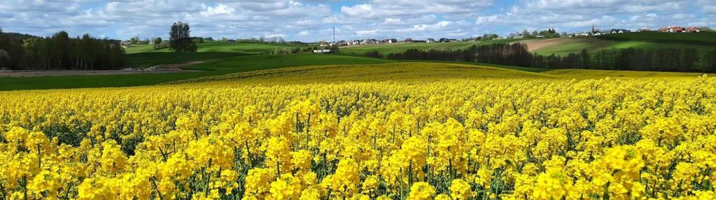 Kompleks uzbrojonych działek na granicy przodkowa!
